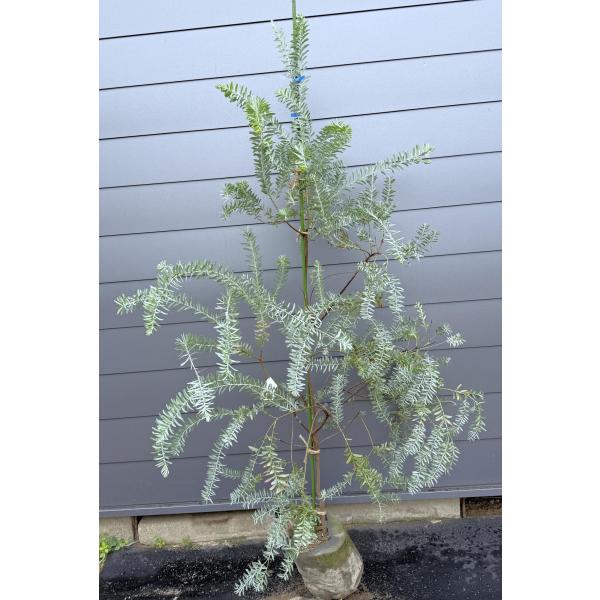 コベニーアカシア ブルーブッシュ 約2m 現品発送 特大株 植木苗木
