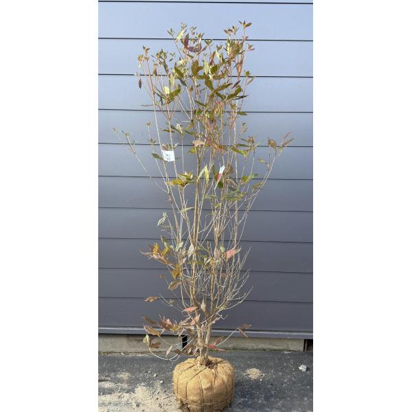 和田ミツバツツジ 株立ち 約1.9m 現品発送 特大株 植木苗木大苗 紫花