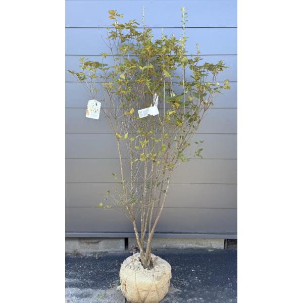 白花ミツバツツジ 6本株立ち 約1.8m 一点物 豪華株 現品発送 特大株