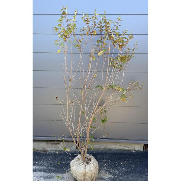 ミツバツツジ/白花/大株【現品発送】管理80193 白花ミツバツツジ 株立ち 約1.5m 現品発送 特大植木苗木 白三つ葉
