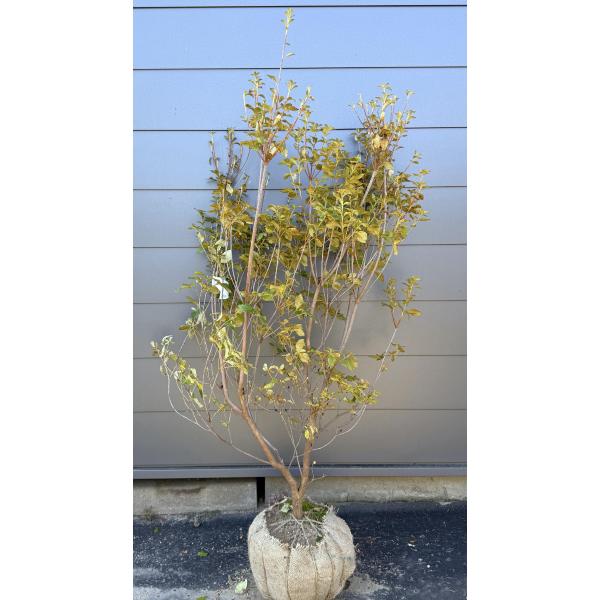 白花ミツバツツジ 株立ち 約1.6m 現品発送 特大植木苗木 白三つ葉
