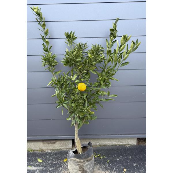 極早生温州みかん 日南早生 約1.7m 現品発送 日南みかん 特大植木苗木