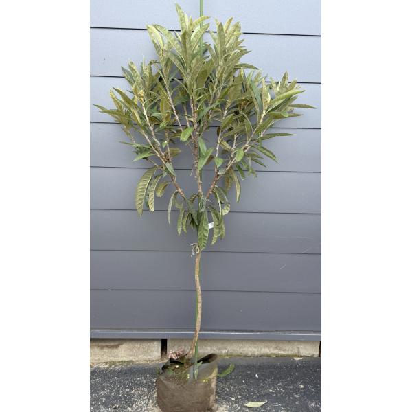種苗登録ビワの木 BN21号 約1.5m 現品発送 特大植木苗木 大苗果樹 大