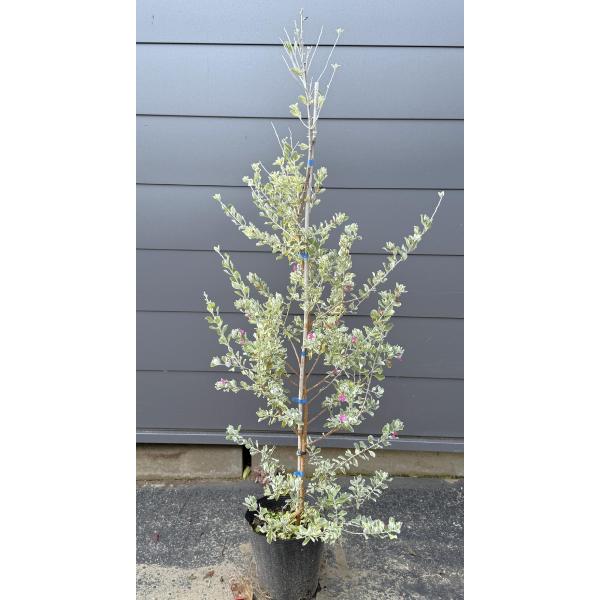 レウコフィルム 約1.4m 現品発送 特大株 植木 苗木 大苗
