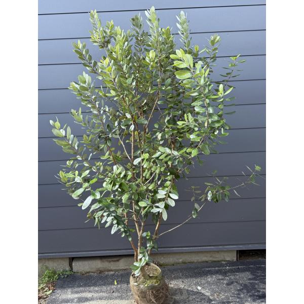 ラスト一本！フェイジョア　大株　品種不明　シンボルツリー　果樹　29 ラスト一本！フェイジョア大株品種不明シンボルツリー果樹29