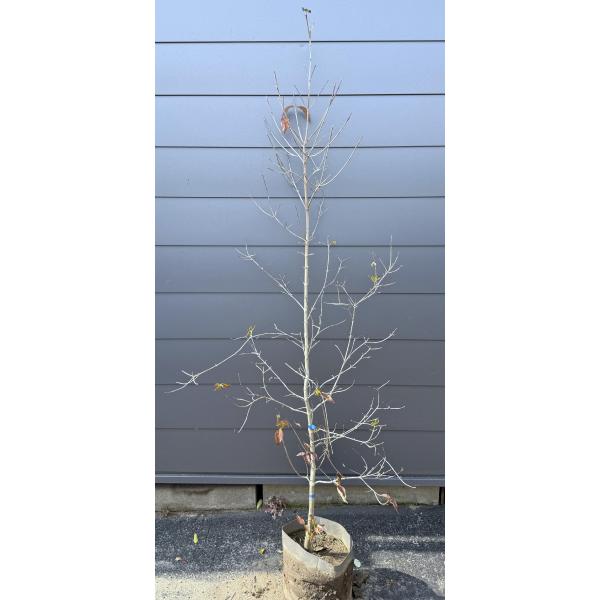 植木の王様！ヤマボウシ♪【送料無料でのお届けですので大変お買い得となっております♪】☆商品情報☆落葉タイプです☆春の白い花がとても美しい植木です花が成長する様に少しづつ大きくなっていきますので花の期間が長く楽しめます♪古くから日本に自生して...