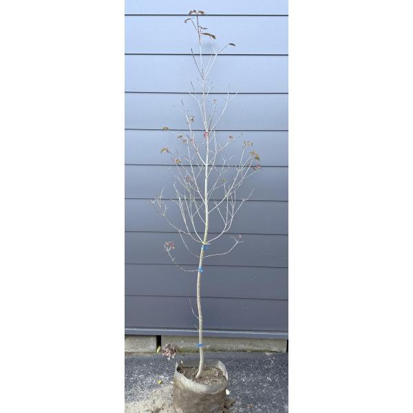 植木の王様！ヤマボウシ♪【送料無料でのお届けですので大変お買い得となっております♪】☆商品情報☆落葉タイプです☆春の白い花がとても美しい植木です花が成長する様に少しづつ大きくなっていきますので花の期間が長く楽しめます♪古くから日本に自生して...