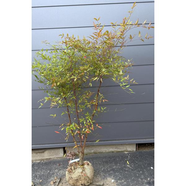 縁起の良い木♪南天♪【送料無料ですので大変お買い得となっております♪】☆商品情報☆シンボルツリーや雑木の庭を彩る植木としても人気の南天です☆全長　　約1.2メートル樹高　　約１メートル株立ち　３本以上こちらの販売ページは写真の商品の現品での...
