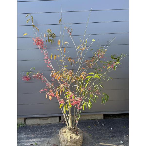 マユミ 8本株立ち 約1.9m 現品発送 豪華株 一点物 特大株 植木 苗木