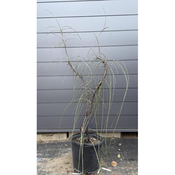 枝垂れ梅苗木　3株セット　鉢ごと発送 鉢植え 3色しだれ梅 約1.8m 現品発送 紅白ピンク 美樹形株 特大株