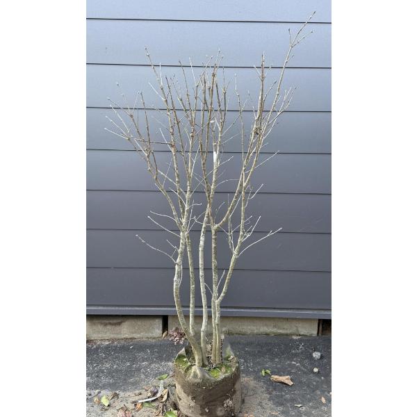 ！！極上のアオダモ株。 アオダモ 7本株立ち 約1.5m 現品発送 豪華株 ヤマトアオダモ 大和