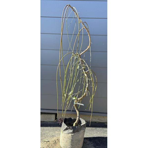 しだれ紅梅 紅花しだれ梅 約1.5m 現品発送 美樹形株 特大株 植木 苗木 大苗 希少