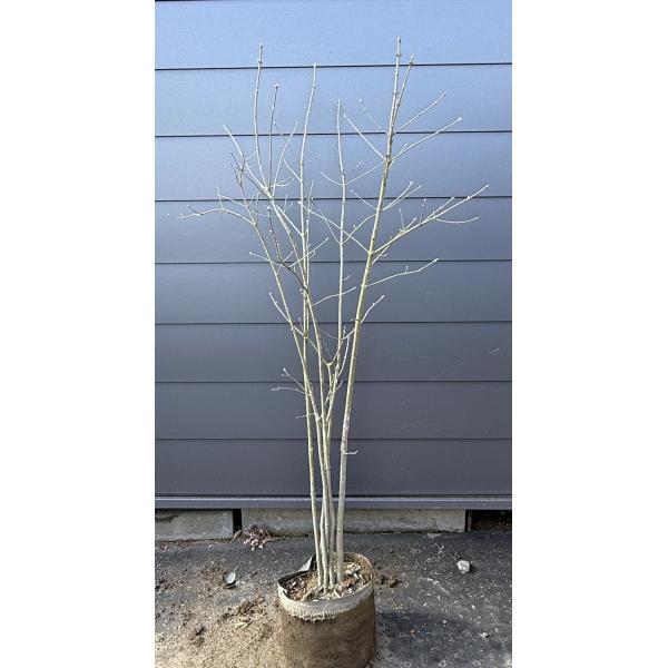 アオダモ 6本株立ち 約1.5m 現品発送 豪華株 特大株 植木 苗木 大苗