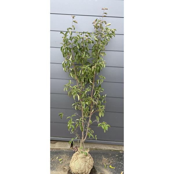 常緑ヤマボウシ 月光 株立ち 約1.8m 現品発送 特大株 植木苗木大苗