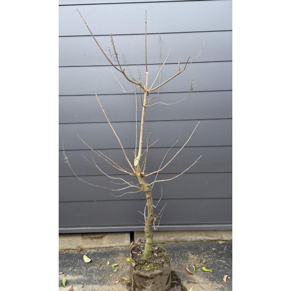 紫花で葉の香が良い西洋ニンジンボック♪【送料無料ですので大変お買い得となっております♪】☆商品情報☆夏から秋にかけて咲く青い花が涼しげな印象でで庭を彩ります繊細で優しい枝も風に揺れて夏場の庭を涼しい印象にしてくれます。※西洋ニンジンボクは南...