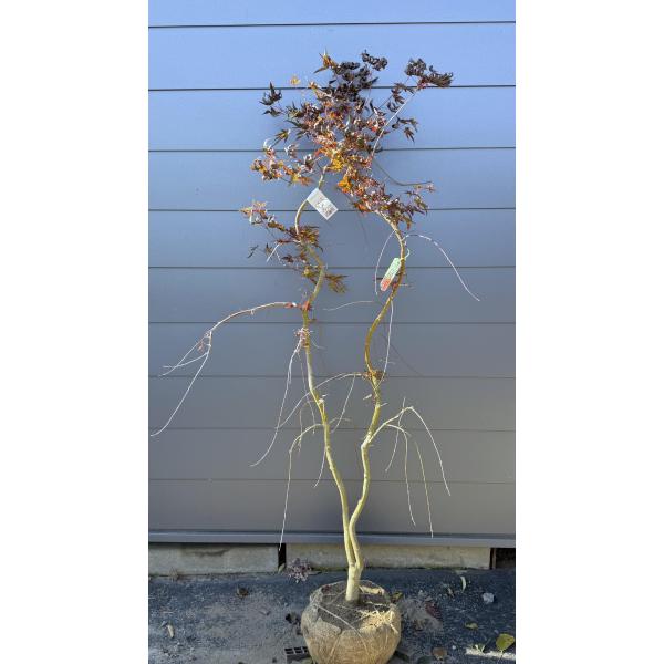 苗木 枝垂れモミジ 落葉樹 樹木 紅葉 良株