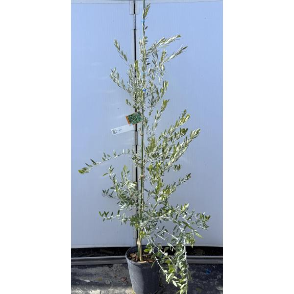 オリーブ　2種類　大苗 鉢植えオリーブの木 ミッション 約1.9m 現品発送 特大株 苗木苗木大苗