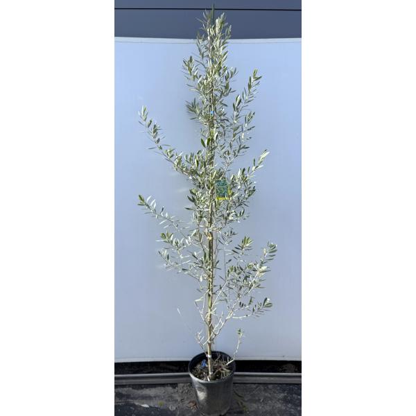 オリーブの木　レッチーノ 人気・銀葉】レッチーノ（オリーブの木）〈シンボル向き〉｜100cm｜S