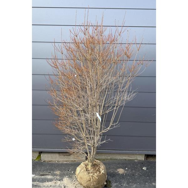 白花 ドウダンツツジ 株立ち 約1.8m 一点物 豪華株 特大株 植木 苗木