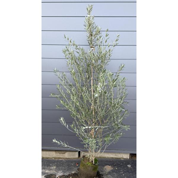 オリーブの木 モライオロ 約2.1m 現品発送 特大株 植木苗木大苗 希少