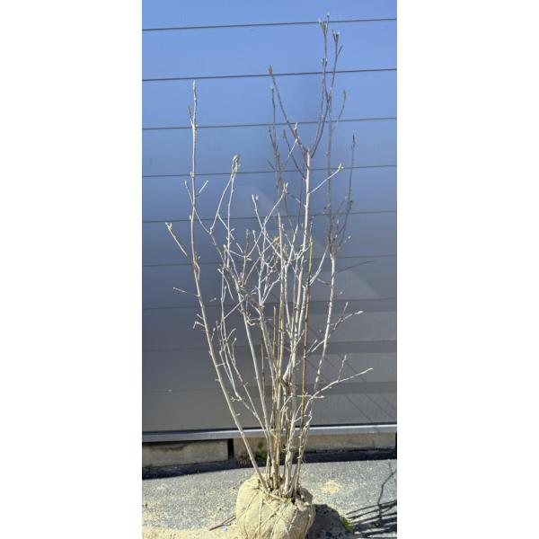 錦モクレン 8本株立ち 約1.8m 現品販売 一点物 豪華株 超特大株 植木