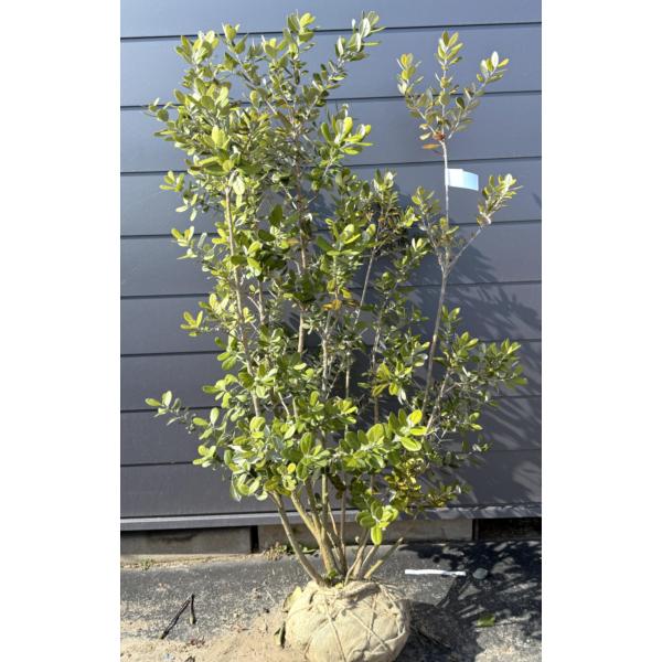 フェイジョア 5本株立ち 約1.7m 現品発送 植木 苗木 大苗 常緑樹