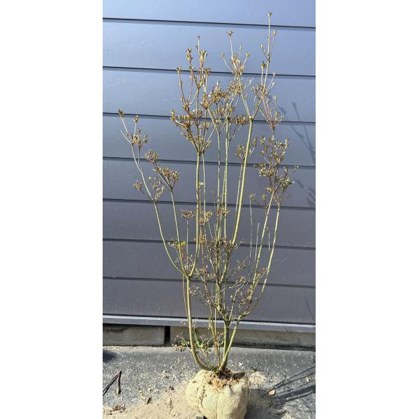 山ツツジ 株立ち 約1.5m 現品発送 美樹形株 特大株 大苗 植木 苗木