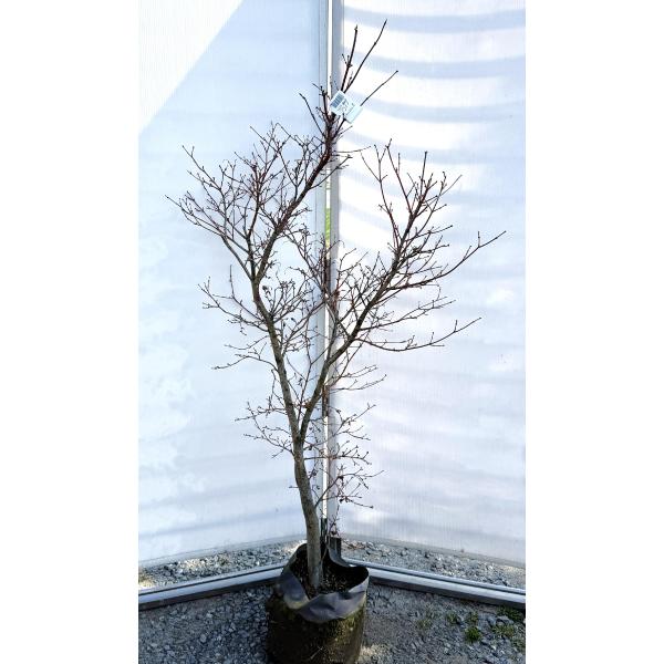 コハウチワカエデ 苗木 約1.6m 現品販売 小羽団扇楓 植木 苗木 大苗