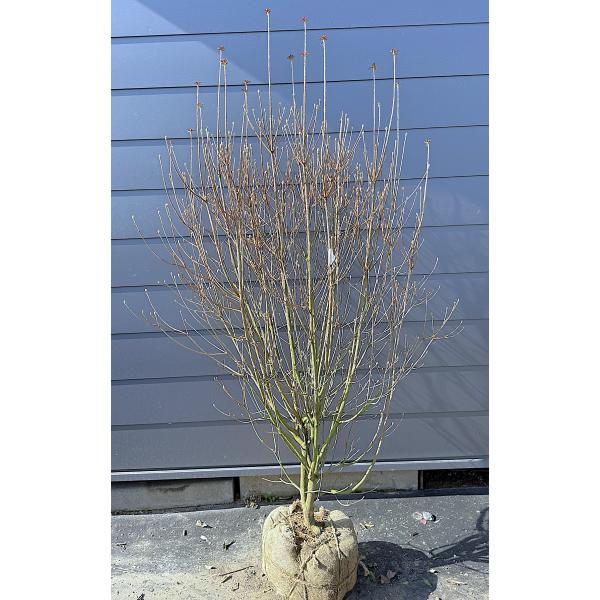 ミツバツツジ 株立ち 約1.9m 現品発送 豪華株 特大株 大苗植木苗木