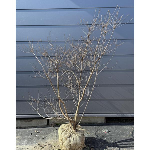 四季咲き紅ドウダンツツジ 株立ち 約1.4m 現品発送 特大株 植木 苗木