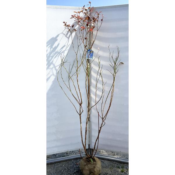ブルーベリー マグノリア 株立ち 約2m 現品販売 特大株 植木 苗木