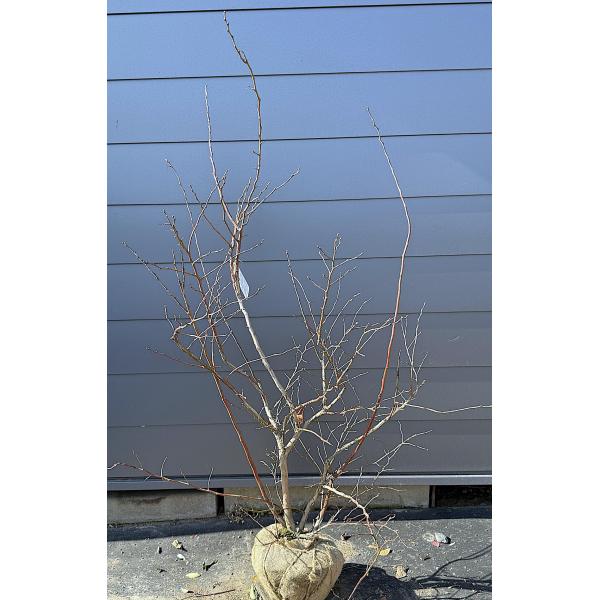 ブルーベリー コロンブス 株立ち 約1.6m 特大株 植木 苗木 大苗
