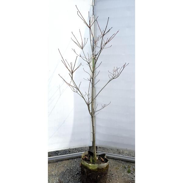 白花ハナミズキ 約1.8m 現品発送 超特大株 植木苗木大苗 花水木