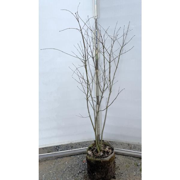 クロビイタヤ 苗木 紅葉樹 大苗1本小苗4本 Amazon.co.jp: 植木苗 クロ