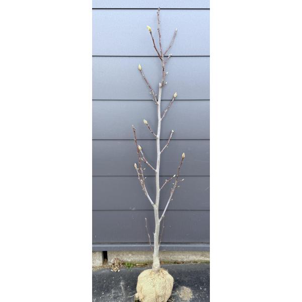 圧巻の花の紫モクレン♪木蓮【送料込みでの販売ですので大変お買いお得になっております♪】☆商品情報☆紫花の木蓮の『アレキサンドリア』です♪紫色の花ですが、花の内側が白くとれも気品に溢れた花が咲きます☆赤紫色のとても美しく庭を彩ってくれます。強...