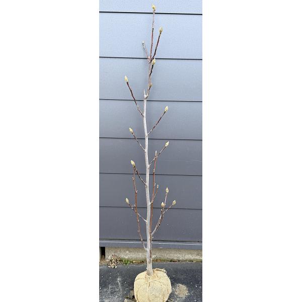 圧巻の花の紫モクレン♪木蓮【送料込みでの販売ですので大変お買いお得になっております♪】☆商品情報☆紫花の木蓮の『アレキサンドリア』です♪紫色の花ですが、花の内側が白くとれも気品に溢れた花が咲きます☆赤紫色のとても美しく庭を彩ってくれます。強...