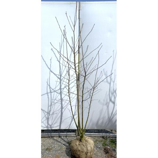 アオハダ 株立ち 約1.9m 現品発送 特大株 植木 苗木 大苗 青膚 落葉樹