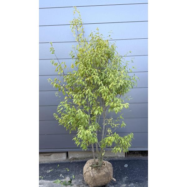 ハイノキ/ 1027 ハイノキ 5本株立ち 約1.9m 現品発送 特大植木苗木大苗 灰の木 常緑樹