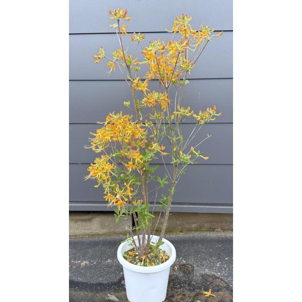 黄花ツツジ ニオイツツジ 株立ち 100cm 現品発送 植木 苗木 大苗