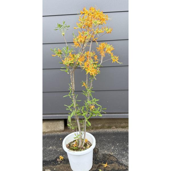 黄花ツツジ ニオイツツジ 株立ち 100cm 現品発送 植木 苗木 大苗