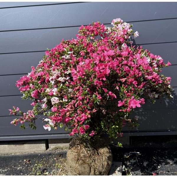 3色咲き久留米ツツジ 常夏 株立ち 1.2m 現品発送 豪華株 特大株 植木