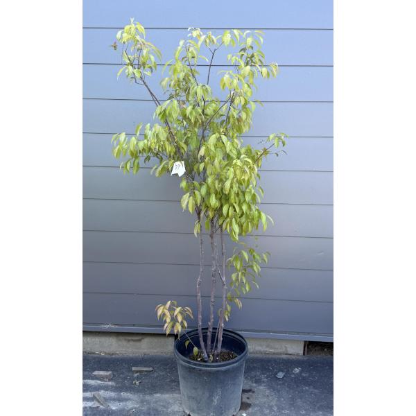 鉢植え常緑エゴノキ 株立ち 約1.8m 現品発送 特大株 植木 苗木