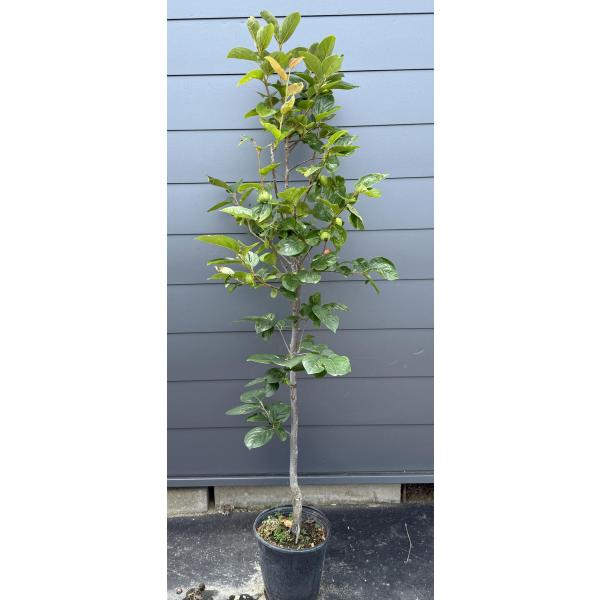 鉢植え太秋柿の木 約1.8ｍ 現品発送 特大株 大秋柿 大苗 植木苗木 ジャンボ甘柿 タイシュウ柿苗 送料無料