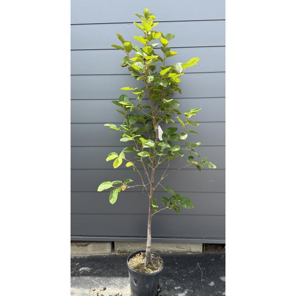 鉢植え太秋柿の木 約２ｍ 現品発送 特大株 大秋柿 大苗 植木苗木 ジャンボ甘柿 タイシュウ柿苗 送料無料