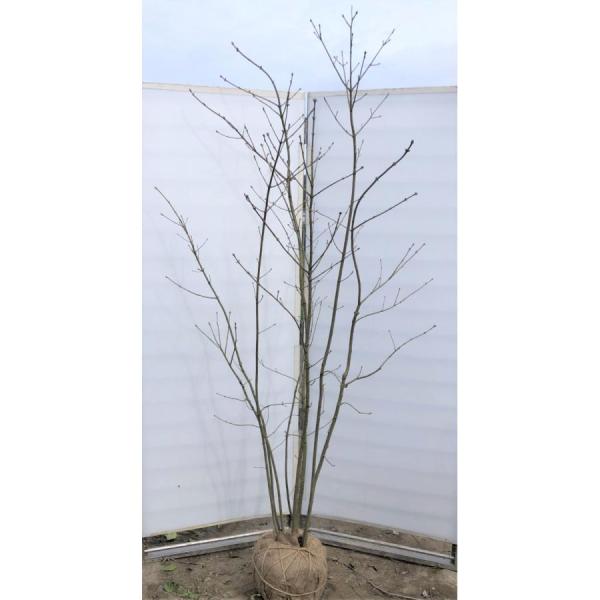 じむおじむおさん専用 山採りアオダモ　株立　/870 自生山採り/アオダモ/大株【現品発送】管理70271