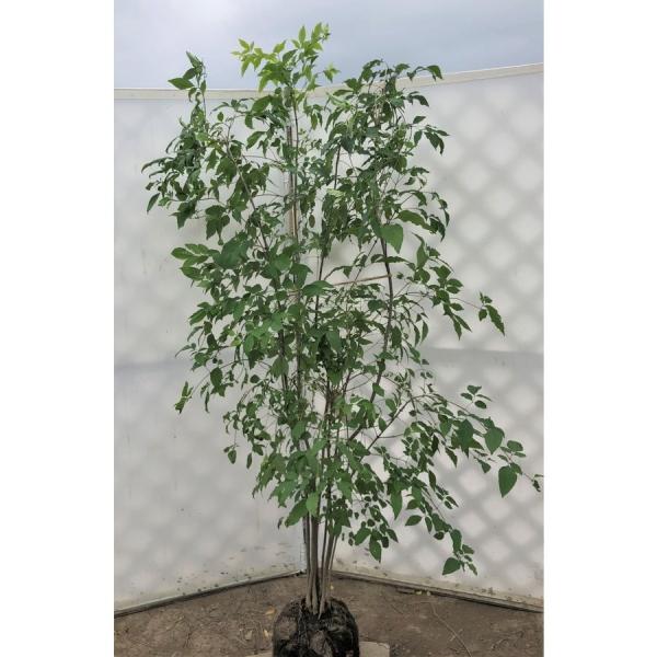 アオダモ 株立ち 約２m 特大株 マルバアオダモ 植木苗木 お買い得なおまかせ株 送料無料 Buyee Buyee 日本の通販商品 オークションの入札サポート 購入サポートサービス