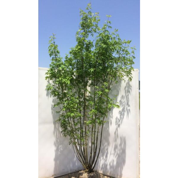 豪華一点物!】 アオダモ 12本株立ち 約2.5m 【シンボルツリーに 豪華一点物!】 アオダモ 12本株立ち 約2.5m 【シンボルツリーに