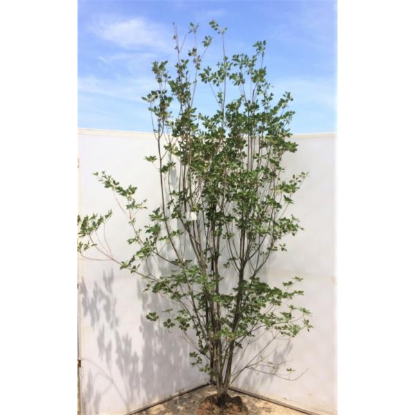 紅ドウダンツツジ 株立ち 約2 2m 赤花 特大植木苗木 お買い得なお任せ株 送料無料 Buyee Buyee 日本の通販 商品 オークションの代理入札 代理購入