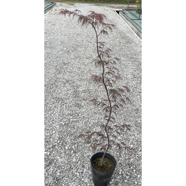 ベニシダレモミジ 紅枝垂れ紅葉 8号 苗木 2 ベニシダレモミジ 紅枝垂れ紅葉 8号 苗木 1 - メルカリ ベニ