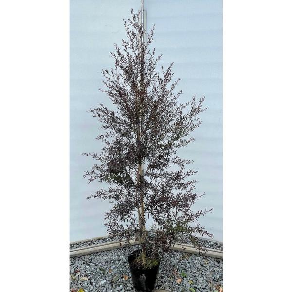 tvgXy}@{P[m@1.7@Aؕcؑc@Ki̔@Ȃ܂@ubNeB[c[@Jbp[O[@Ύ@